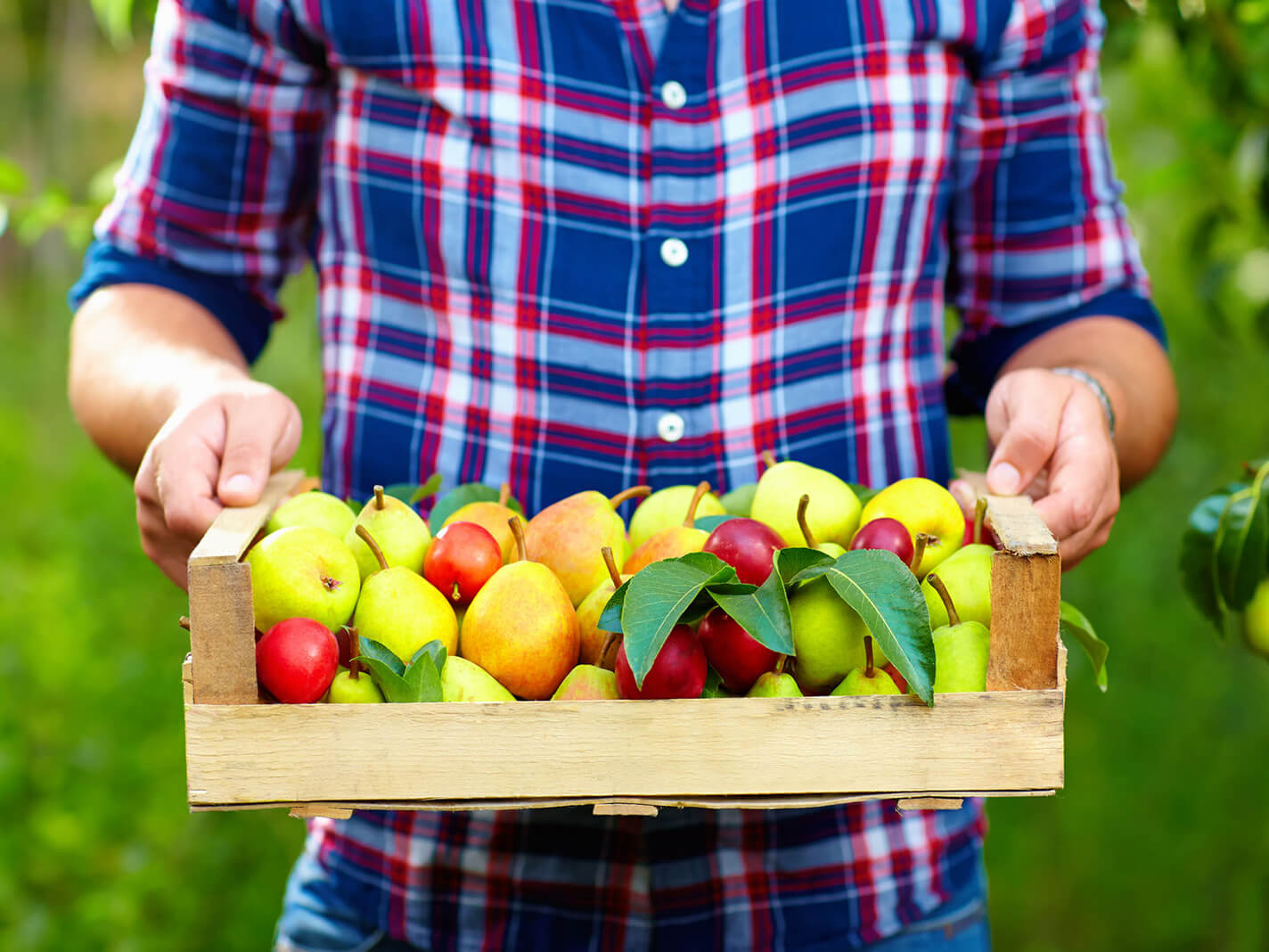 為你送上最多品質的公司水果